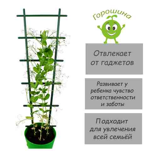 Горошина детская развивающая игра/Набор по выращиванию гороха/Вырасти сам арт. 101481395588